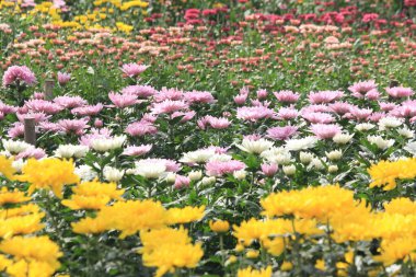 Parkta güzel çiçekler, Tayland
