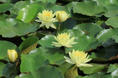 Gölette nilüfer çiçekleri, Tayland