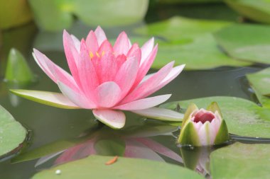 Gölette nilüfer çiçekleri, Tayland