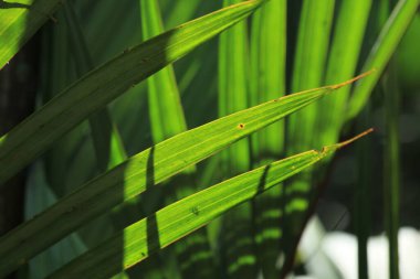 Ormanda yeşil yapraklar
