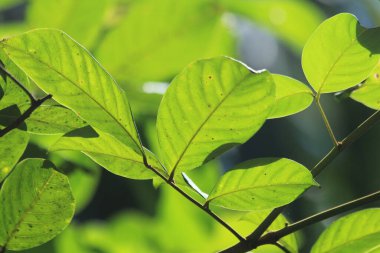 Ormanda yeşil yapraklar