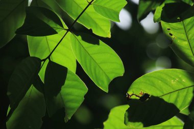 Ormanda yeşil yapraklar