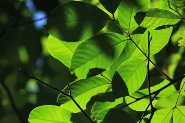 Ormanda yeşil yapraklar