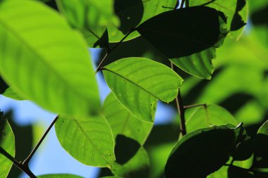 Ormanda yeşil yapraklar