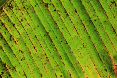 Ormanda yeşil yapraklar