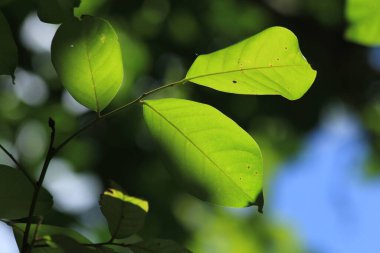 Ormanda yeşil yapraklar