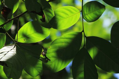 Ormanda yeşil yapraklar