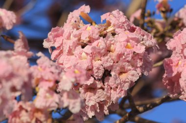 Parkta pembe çiçekler