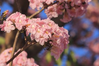 Parkta pembe çiçekler