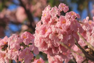 Parkta pembe çiçekler