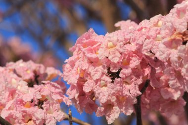 Parkta pembe çiçekler