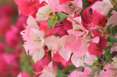 Parkta pembe çiçekler