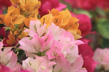 Parkta pembe çiçekler