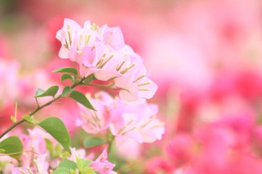 Parkta pembe çiçekler