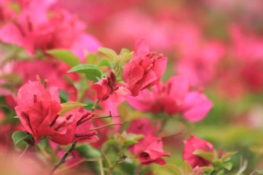 Parkta pembe çiçekler