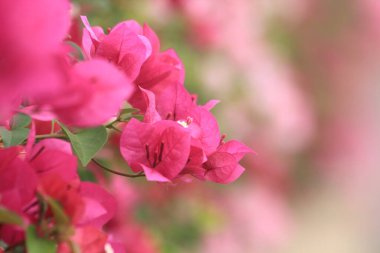 Parkta pembe çiçekler