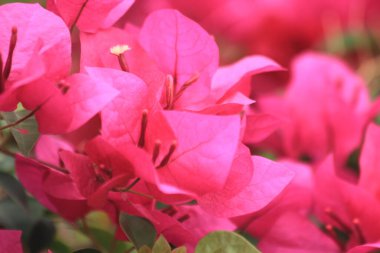 Parkta pembe çiçekler