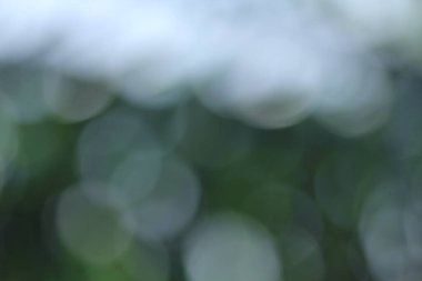 Tayland ormanındaki Bokeh yeşil yaprakları