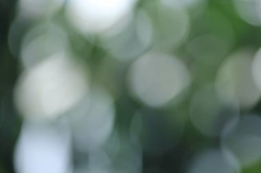 Tayland ormanındaki Bokeh yeşil yaprakları