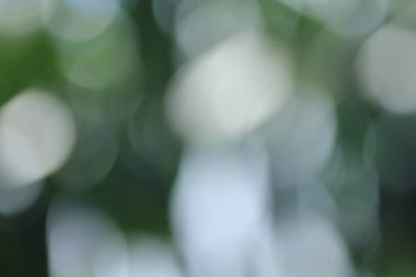 Tayland ormanındaki Bokeh yeşil yaprakları