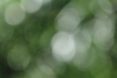 Tayland ormanındaki Bokeh yeşil yaprakları