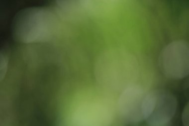 Tayland ormanındaki Bokeh yeşil yaprakları
