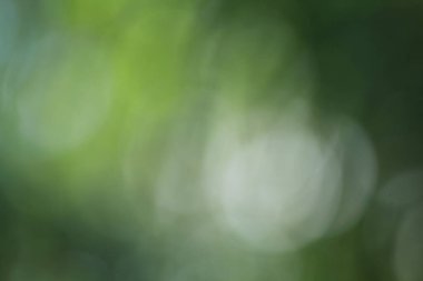 Tayland ormanındaki Bokeh yeşil yaprakları