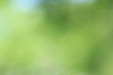 Tayland ormanındaki Bokeh yeşil yaprakları