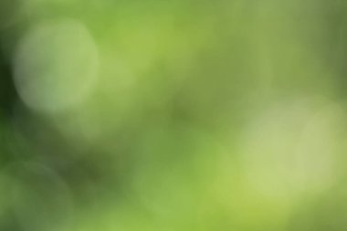 Tayland ormanındaki Bokeh yeşil yaprakları