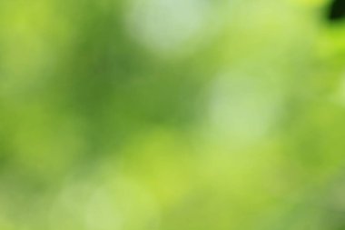 Tayland ormanındaki Bokeh yeşil yaprakları