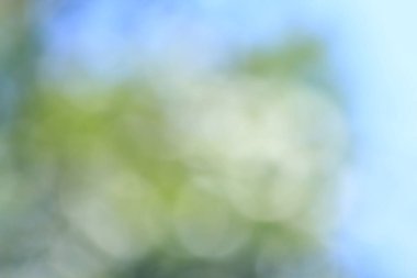 Tayland ormanındaki Bokeh yeşil yaprakları