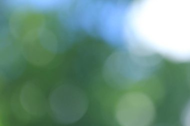 Tayland ormanındaki Bokeh yeşil yaprakları