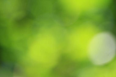 Tayland ormanındaki Bokeh yeşil yaprakları