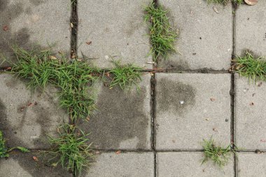 Tuğla zemin ve yeşil çimenler