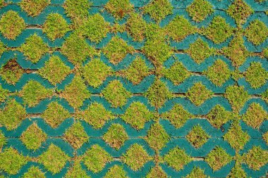 Bahçe yolları ve yeşil çimenler