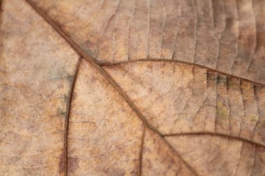 Bahçedeki kuru yapraklar