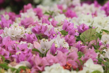 Bahçedeki Bougainvillea çiçeği