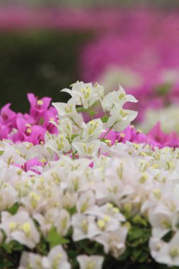 Bahçedeki Bougainvillea çiçeği
