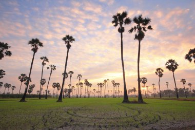 Palmiye ağaçları ve sabah güneşi Tayland 'ın Pathum Thani Eyaleti
