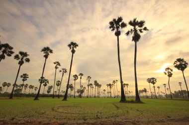 Palmiye ağaçları ve sabah güneşi Tayland 'ın Pathum Thani Eyaleti