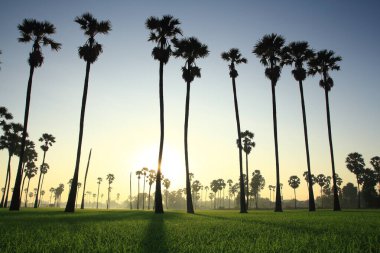 Palmiye ağaçları ve sabah güneşi Tayland 'ın Pathum Thani Eyaleti