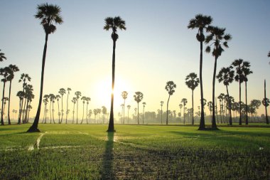 Palmiye ağaçları ve sabah güneşi Tayland 'ın Pathum Thani Eyaleti