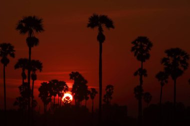 Palmiye ağaçları ve sabah güneşi Tayland 'ın Pathum Thani Eyaleti