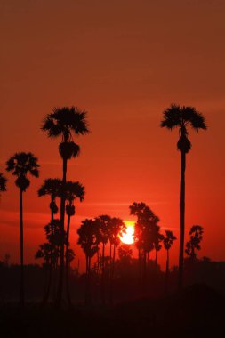 Palmiye ağaçları ve sabah güneşi Tayland 'ın Pathum Thani Eyaleti