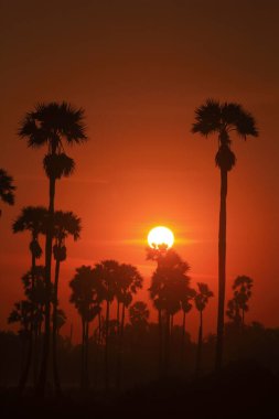 Palmiye ağaçları ve sabah güneşi Tayland 'ın Pathum Thani Eyaleti