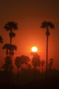 Palmiye ağaçları ve sabah güneşi Tayland 'ın Pathum Thani Eyaleti