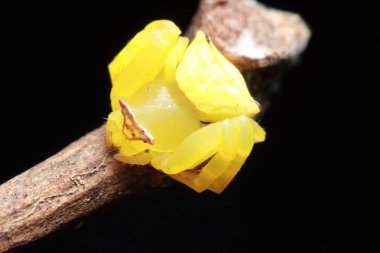 Tayland Ulusal Parkı 'nda Örümcek