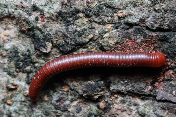 Millipede in Thailand National Park