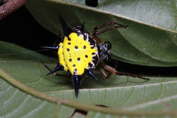 Spider in Thailand National Park