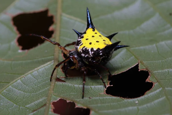Spider in Thailand National Park